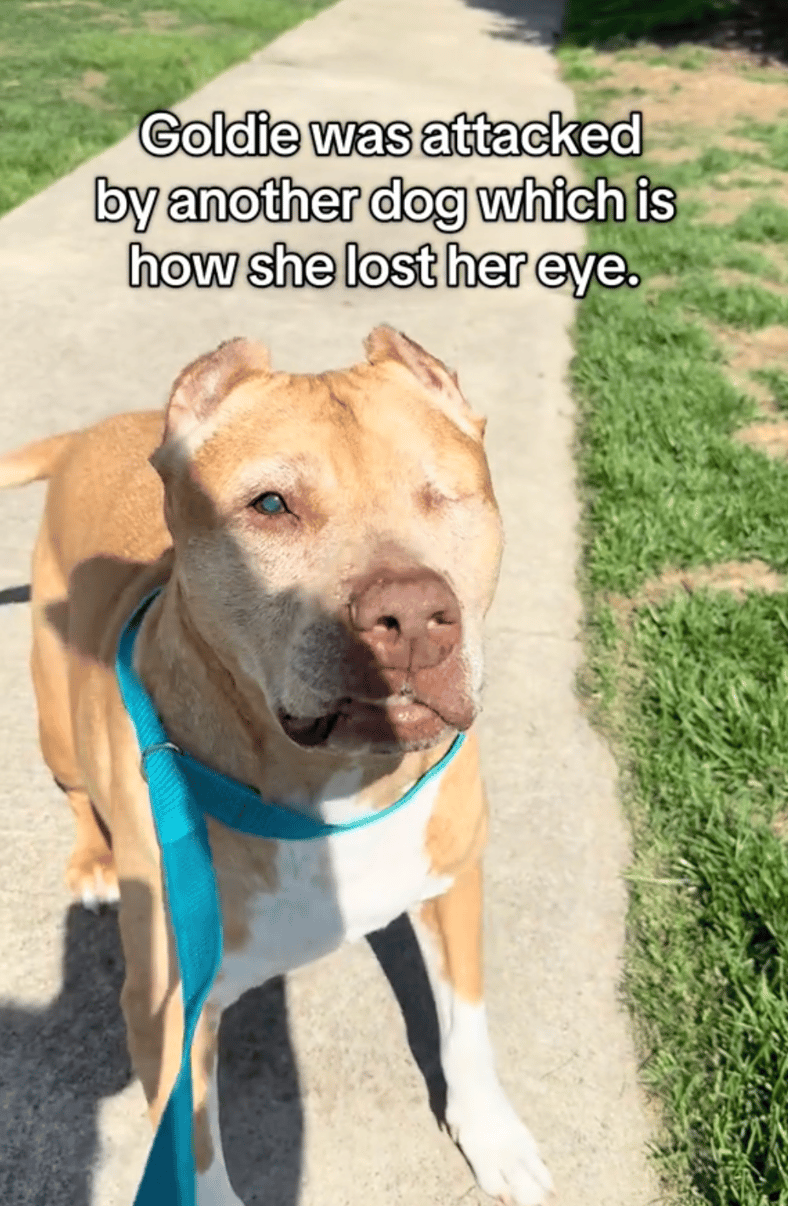 One-Eyed Senior Dog